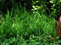Снимка на Lilaeopsis mauritiana, (G. Petersen & Affolter)